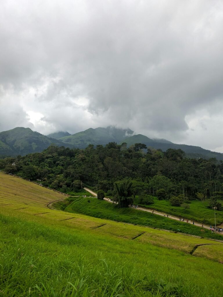 servicio de desbroces en vigo